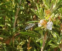 Thyreus histrionicus