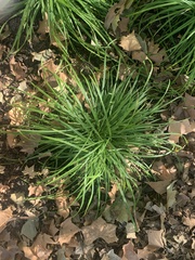 Carex blanda