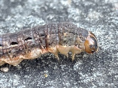 Noctua pronuba