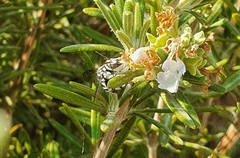 Thyreus histrionicus