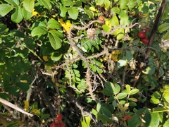 Rosa canina
