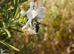 Thyreus histrionicus