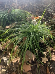 Carex blanda