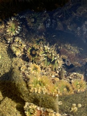 Anthopleura