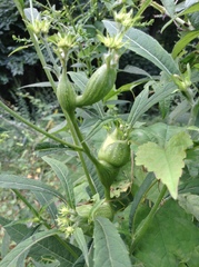 Neolasioptera incisa