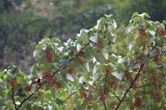 Idesia polycarpa