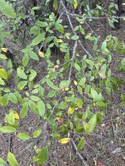 Ulmus alata