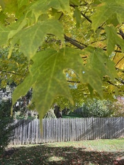 Acer saccharum