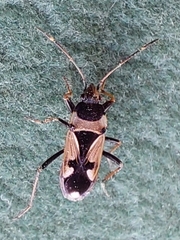 Raglius confusus