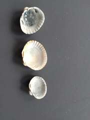 Cerastoderma glaucum