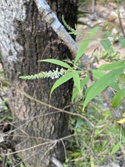 Buddleja asiatica