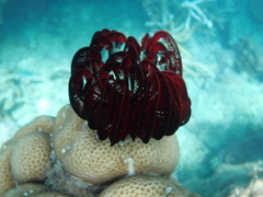 Crinozoa