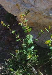 Lepidium perfoliatum