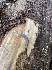 Scolecocampa liburna