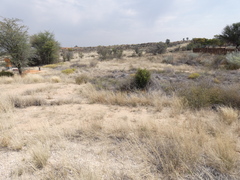 Aristida adscensionis