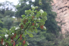 Idesia polycarpa
