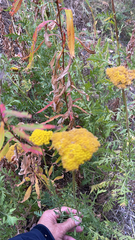 Achillea filipendulina