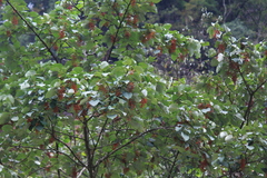 Idesia polycarpa