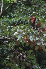 Idesia polycarpa