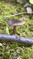 Nolanea