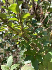 Ligustrum sinense