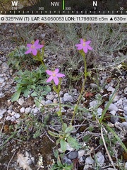 Centaurium erythraea