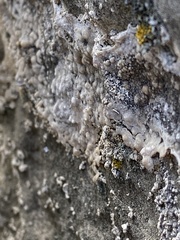 Lecanora symmicta