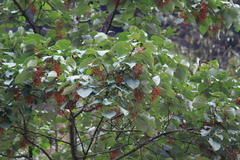 Idesia polycarpa