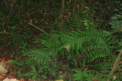 Menisciopsis penangiana