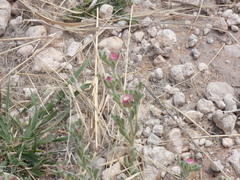 Helichrysum argyrosphaerum