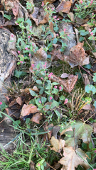 Persicaria capitata