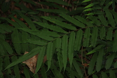 Menisciopsis penangiana