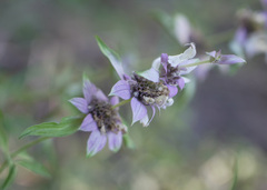 Monarda viridissima