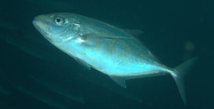 Flavocaranx bajad