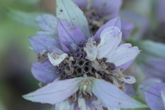 Monarda viridissima