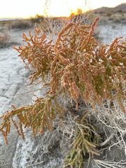 Allenrolfea occidentalis