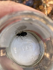 Platyninae