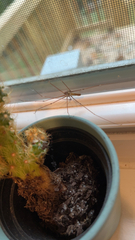 Pholcus phalangioides
