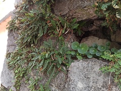 Asplenium ceterach