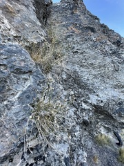 Erigeron arenarioides