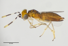 Anagyrus