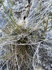 Erigeron arenarioides