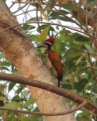 Chrysocolaptes guttacristatus