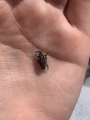 Sphenophorus cariosus