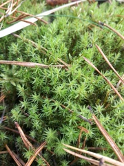 Aulacomnium palustre