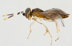 Anagyrus