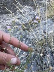 Erigeron arenarioides