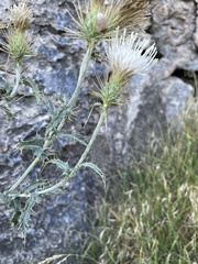 Cirsium inamoenum