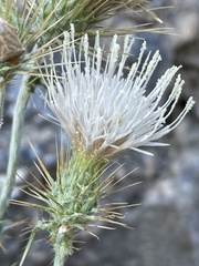 Cirsium inamoenum