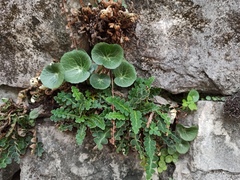 Umbilicus rupestris